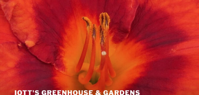 Iotts Greenhouse and Gardens-$20 Gift Card